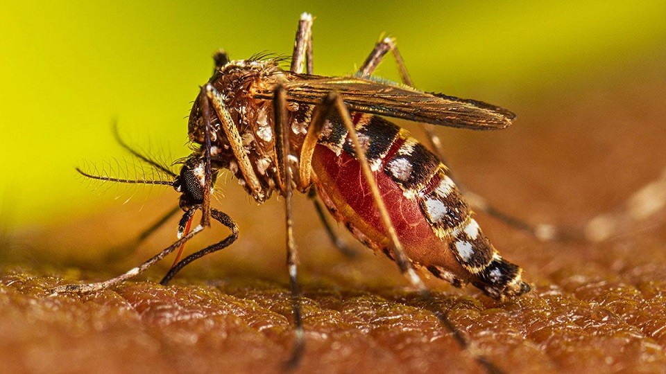 ডেঙ্গুতে আরও ৫ জনের মৃত্যু, হাসপাতালে ৬৩৬