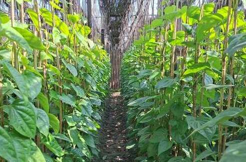 রাজবাড়ীর মিষ্টি পান ৮ দেশে রপ্তানি বন্ধ,লোকসানে চাষীরা